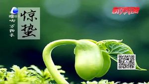 今日惊蛰：微雨众卉 一雷惊蛰始