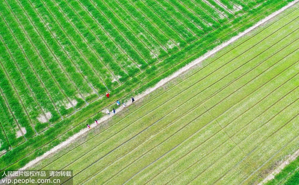 气温回暖大地春 小麦田间管护忙
