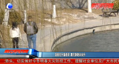 迎春花开报春来 桃花争艳朵朵开