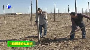 大城县旺村镇全面开展春季植树造林工作