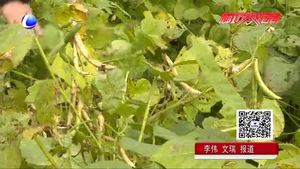 红小豆的栽培技术