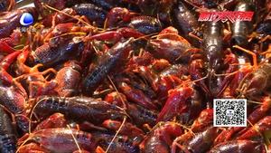 小龙虾季拉开大幕：销量节节攀升 价格与往年相当