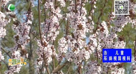 又是一年春来到 踏青赏花正当时