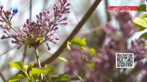 不文明旅游曝光 勿让”赏花“成了”伤花“