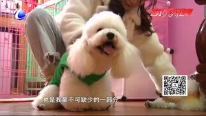 宠物经济火爆背后（一）：陪伴 让自己变得更好