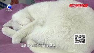 宠物经济火爆背后（三）：尊重生命 理性饲养