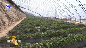 固安县发展现代农业 聚焦农民增收 助力乡村振兴