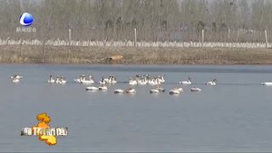 大城县生态环境改善引来数是十只天鹅