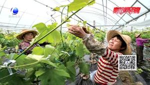 农博士 话农事——设施葡萄春季管理