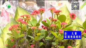 家里花草如何防虫害