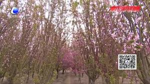 “桃满龙河 福泽新城”首届安次区林海桃源桃花节开幕