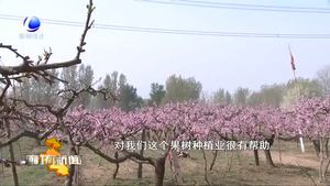 花开廊坊：固安县东湖庄村千亩桃花 梨花“醉”游人