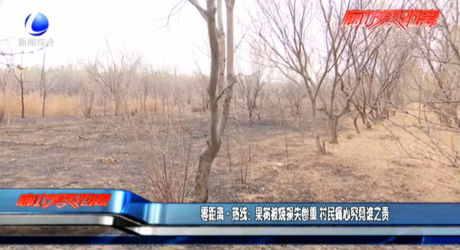 零距离热线：果树被烧损失惨重 村民痛心究竟谁之责