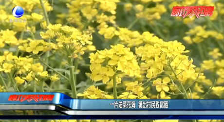 一片油菜花海 铺出村民致富路