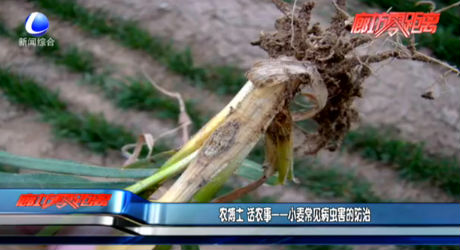 农博士 话农事——小麦常见病虫害的防治