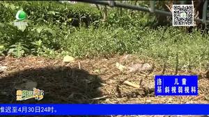 助你文明——绿化带不是“垃圾带”