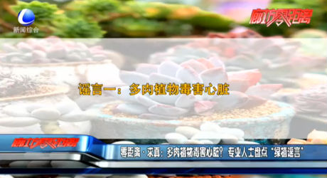 零距离求真：多肉植物毒害心脏？专业人士盘点“绿植谣言”