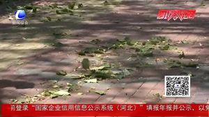 大风刮段树枝 环卫园林工人清理忙