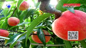 农博士 话农事——日光温室桃树栽培技术