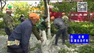 大树被连根吹倒 交警园林齐心消除隐患
