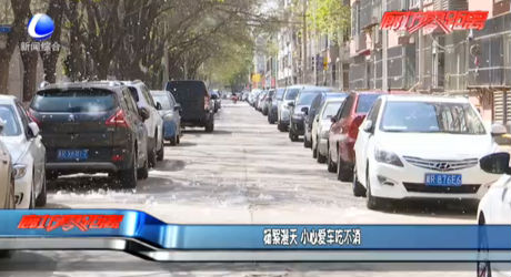 杨絮漫天 小心爱车吃不消