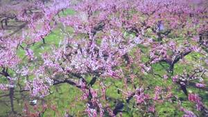 生态之城 美丽廊坊