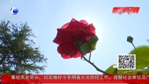 市区园林绿化精品工程全面推进