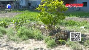 三大街南侧绿地杂草丛生 市民感叹美丽环境管理不善
