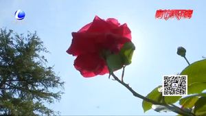 市花月季惊艳亮相 为廊坊添香增色