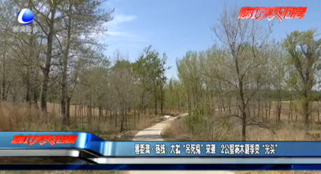 零距离·热线：大批“吊死鬼”来袭 2公里树木夏季变“光头”