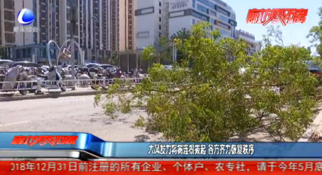 大风发力将树连根拔起 各方齐力恢复秩序