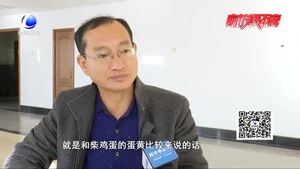 食在好源头——如何区分柴鸡蛋和普通鸡蛋