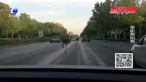 固安县106国道 惊现鸵鸟狂奔