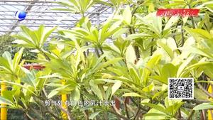 农博士 话农事——鸡蛋花的栽培和管理