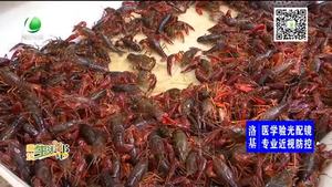 小龙虾上市旺季 如何健康吃龙虾