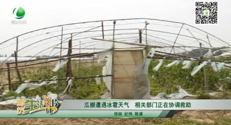 瓜棚遭遇冰雹天气 相关部门正在协调救助