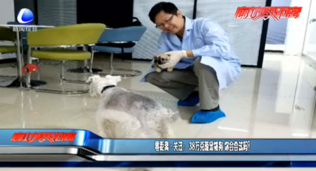 零距离·关注：38万克隆宠物狗 你会尝试吗？