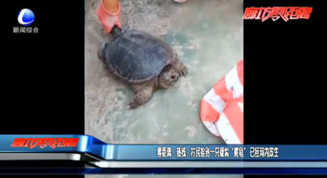 零距离·热线：村民捡到一只疑似“鳄龟”已经河内放生