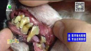 如何预防宠物犬牙结石