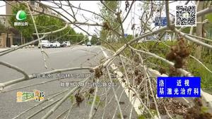 小树倾倒影响出行 望相关部门尽快处理