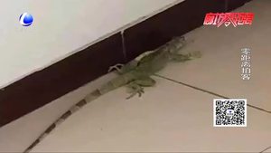 香河一屋里惊现“变色龙”蜥蜴
