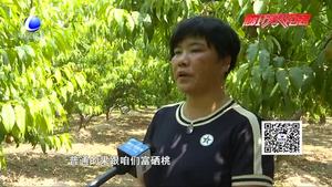 安次区葛渔城镇有机富硒桃成熟  吸引游客尽享采摘乐趣