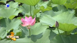 香河县启动2019廊坊文化旅游季·首届香河大运河文化节暨2019香河荷花节