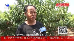 桃子成熟销售惨淡 知青回乡助老生产队长渡难关