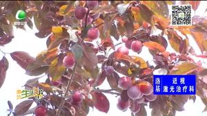 路边的紫叶李结果 请市民不要随意采摘