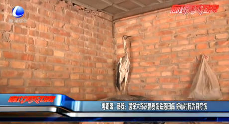 零距离·热线：国保大鸟灰鹤受伤跌落田间 好心村民为其疗伤