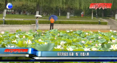 荷花竞绽放 荷塘“悦”色惹人醉