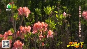 乐游天下 20190705