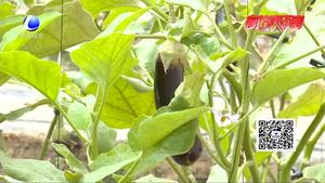 科技成果示范基地：新品种 新技术展示 示范蔬菜优良品种