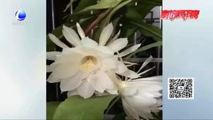 两朵昙花夜晚绽放 花期持续五小时